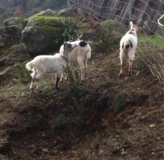 بنسيون Casa Do Escoivo