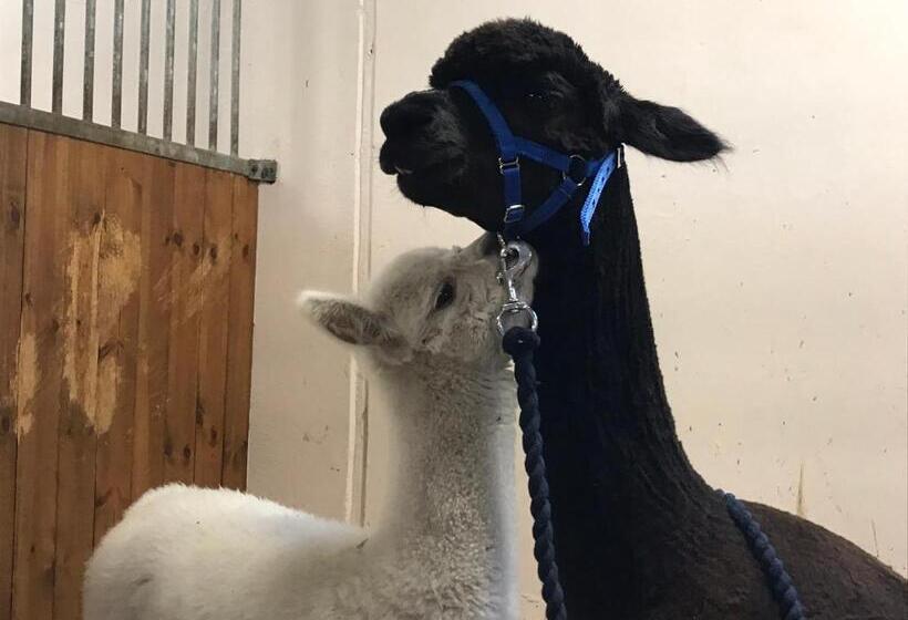 Tuvagård B&b Vindhästar