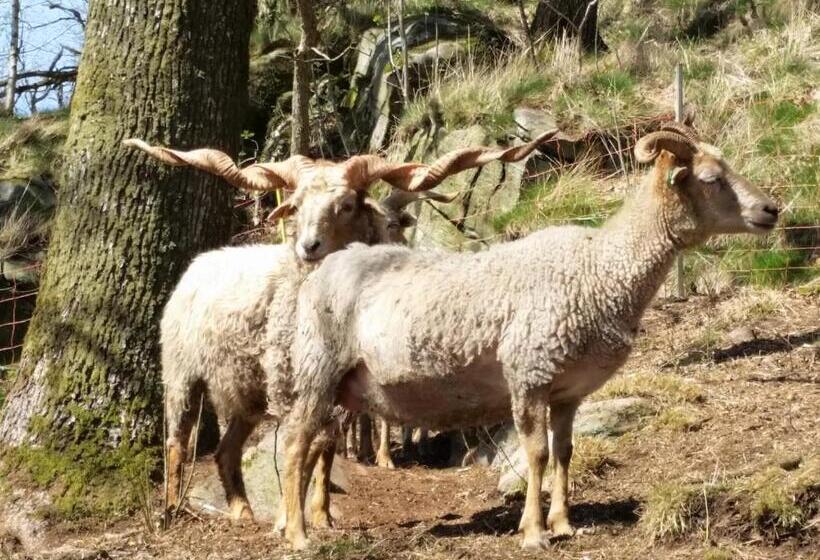 Tuvagård B&b Vindhästar