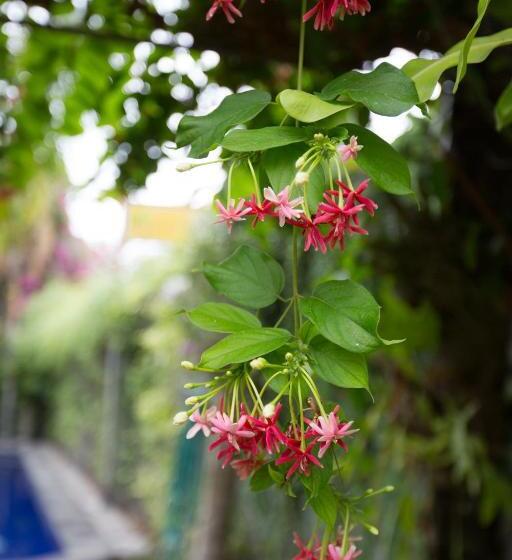 פנסיון Baliamandarlinghouse