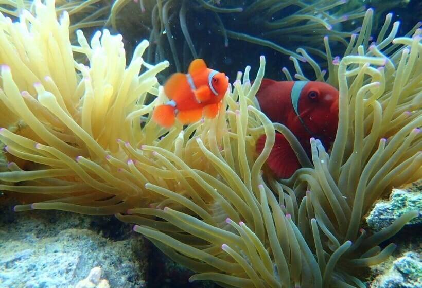 مبيت وإفطار Taman Menjangan Homestay By Snorkelingmenjangan