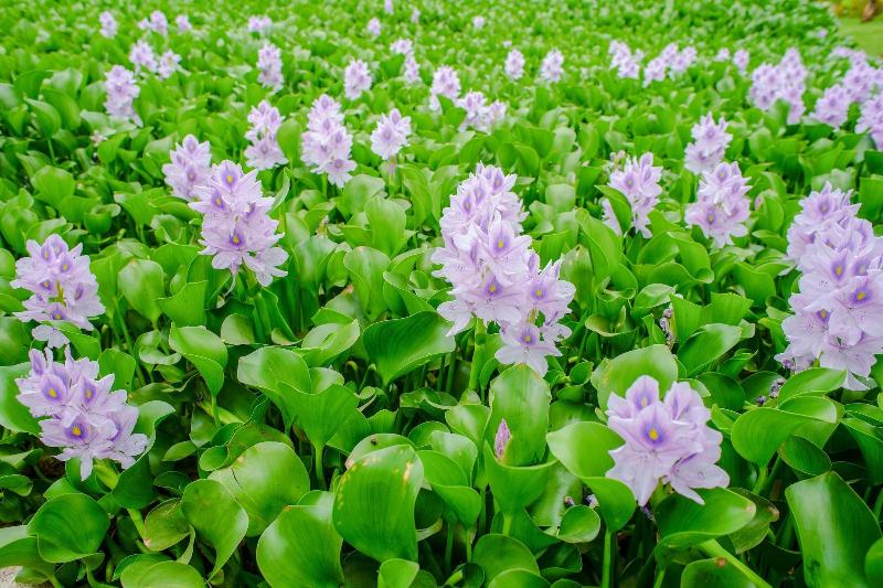 צימר Umakelod Sebatu Villas