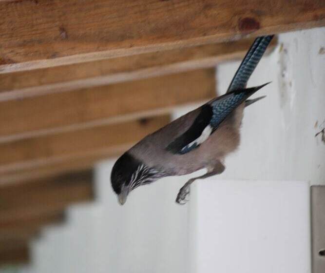 ホテル Cottage Nirvana