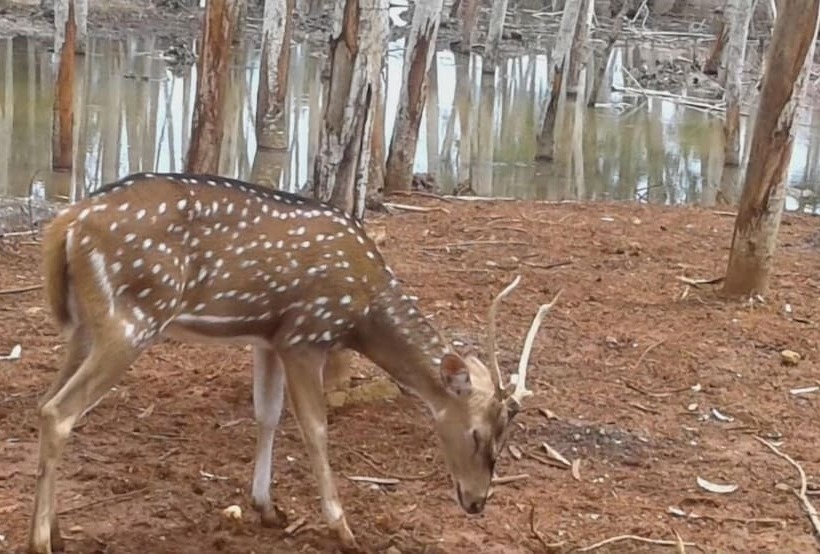 Reddoorz @ Hotel Negeri Baru Kalianda