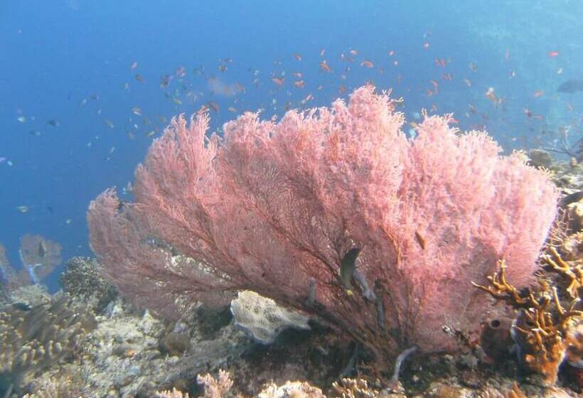 ホテル Batu Ampar Menjangan