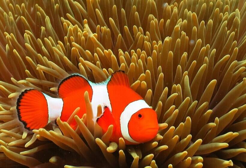 פנסיון Menjangan Hill