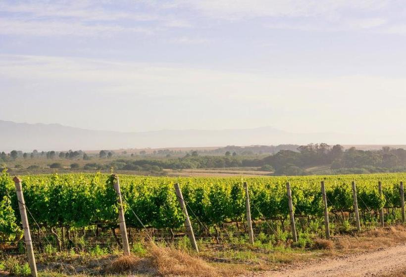 ホテル Strandveld Vineyards Cottages