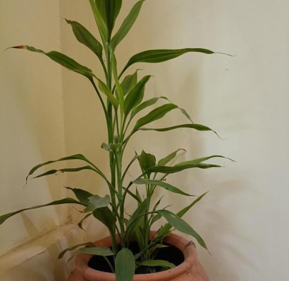 פנסיון Sabinas Goa