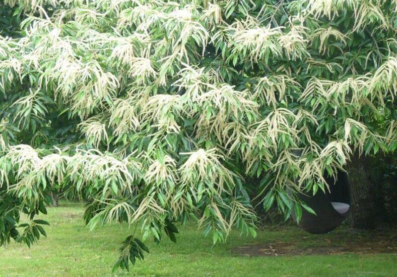 Casa A Pedreira Rias Baixas