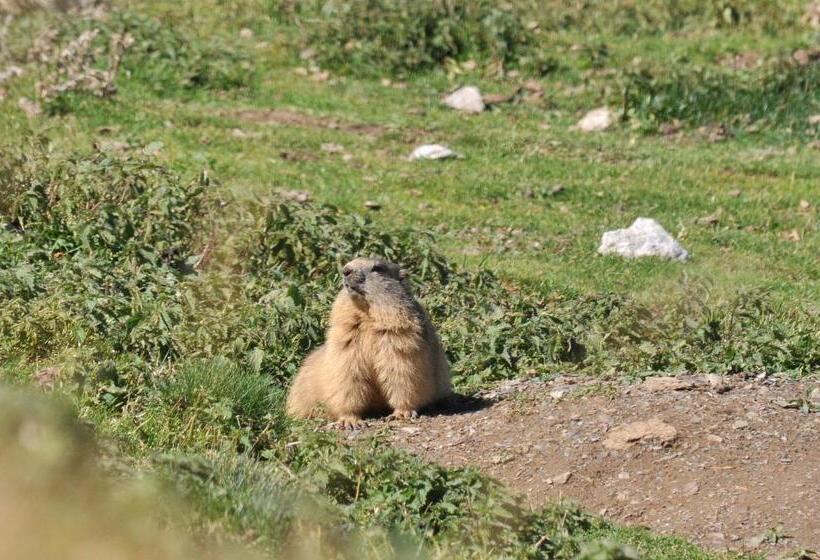 Отель Au Primerose