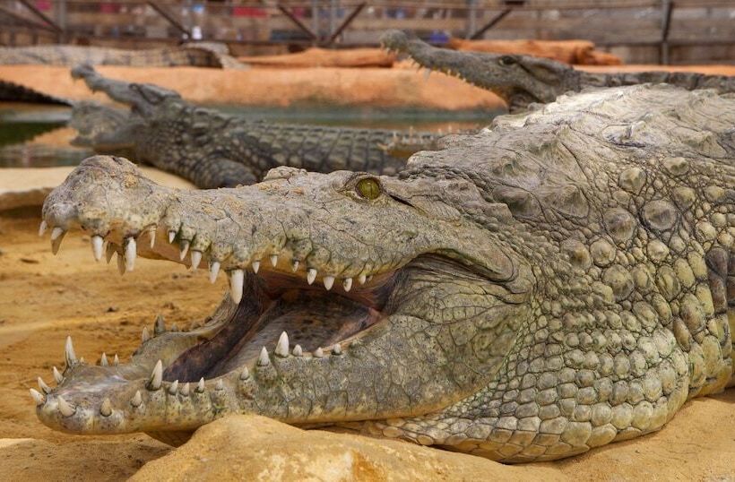 فندق Le Chêne Vert