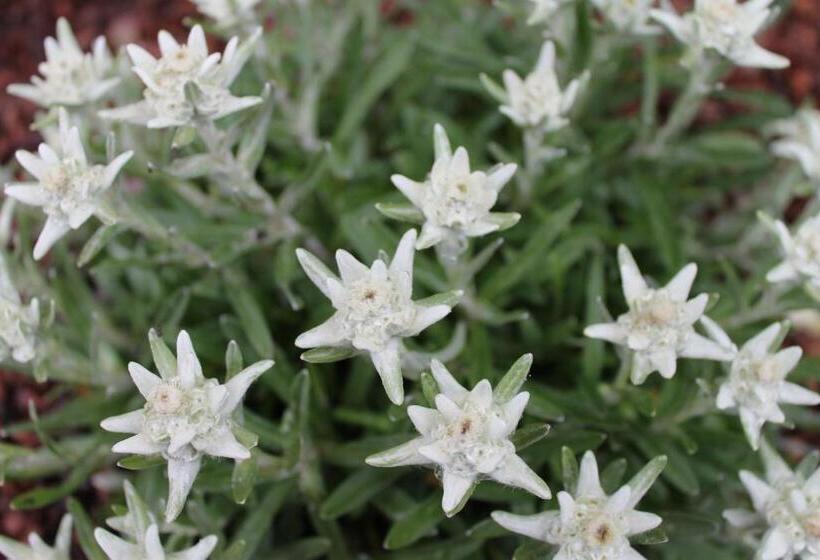 בית מלון כפרי Les Moineaux