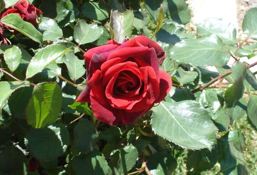 فندق Vista Nevada