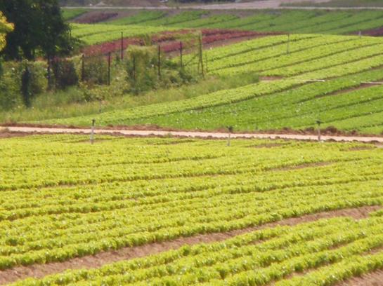 Hotel au Cep de Vigne
