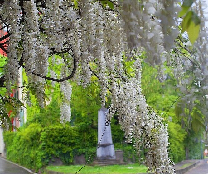 호텔 Albergo Ristorante Madonnina