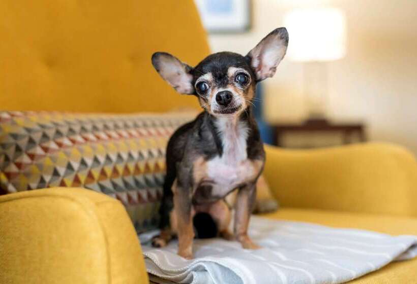 Отель Comfort Suites Near Universal Orlando Resort