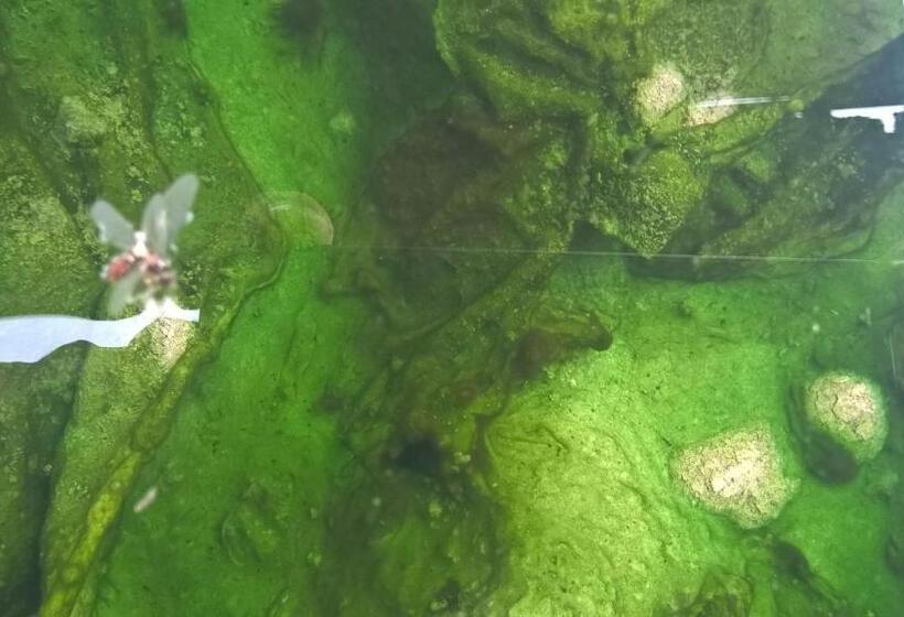 فندق Terme Belvedere