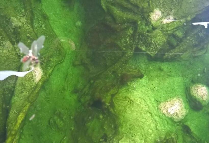 فندق Terme Belvedere