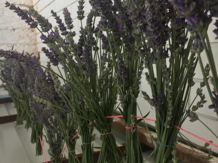 مبيت وإفطار Villapetra