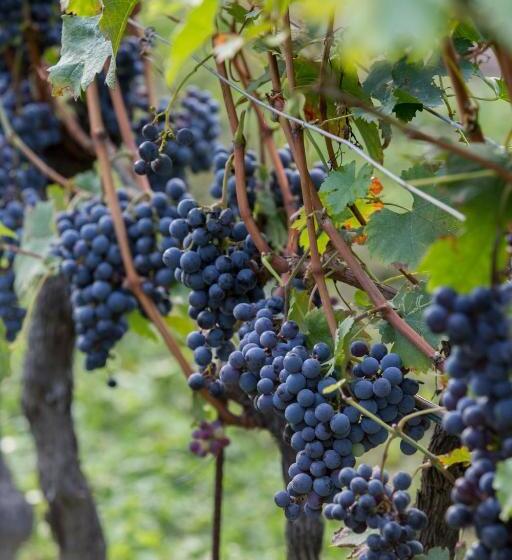 酒店 Fattoria L'amorosa