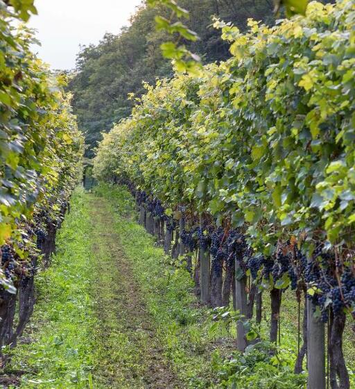 酒店 Fattoria L'amorosa