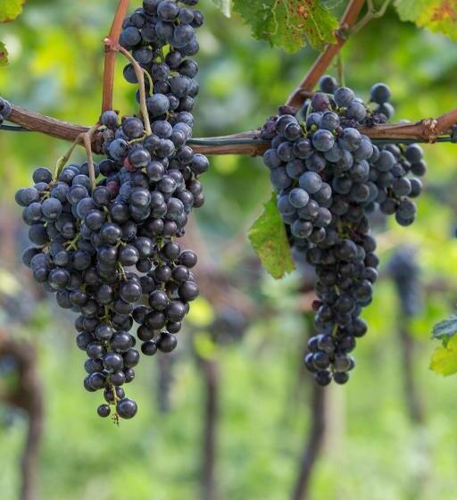 酒店 Fattoria L'amorosa