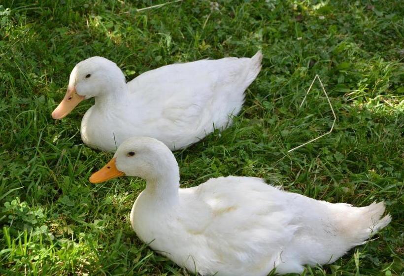 פנסיון Pezión Limbový Dvor