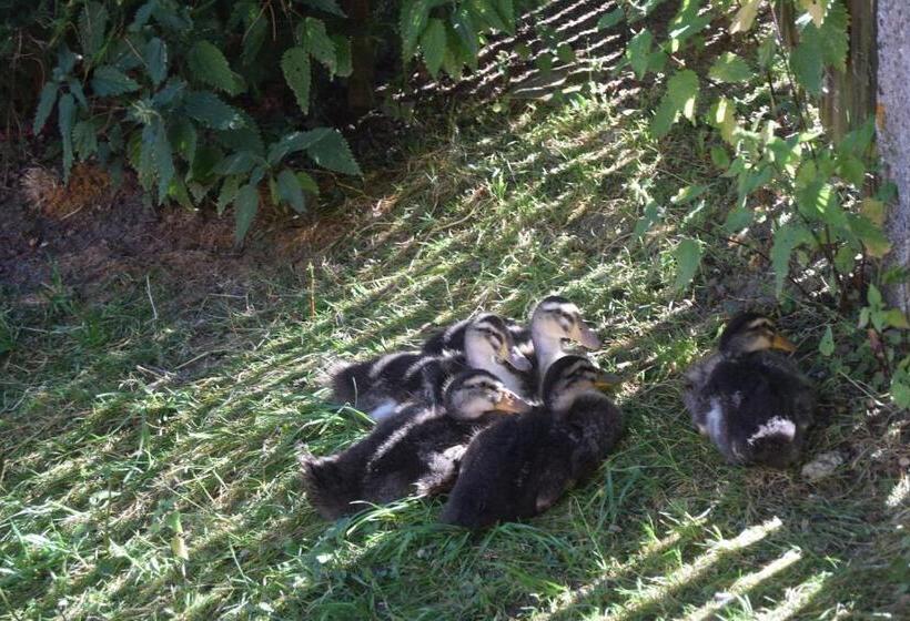 פנסיון Pezión Limbový Dvor