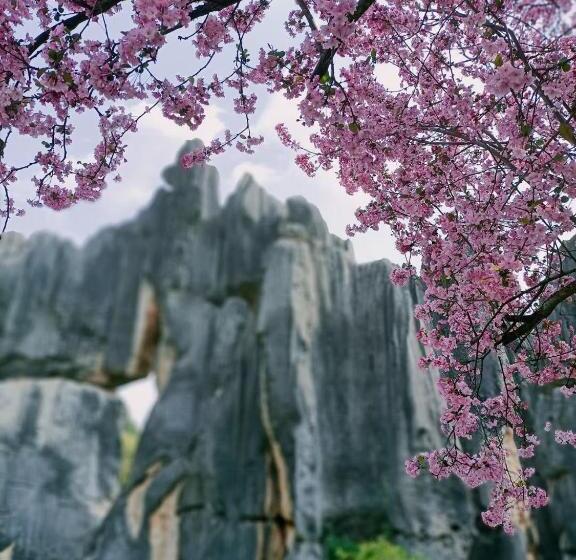 ペンション Stone Forest Mijia Guest House