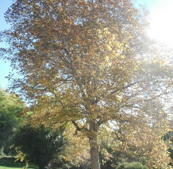 בית מלון כפרי Restaurant De La Poste