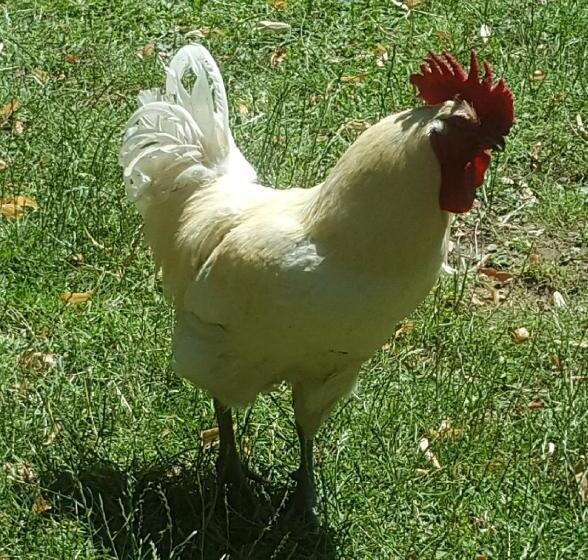 فندق Hostellerie Sarrasine  Macon Est