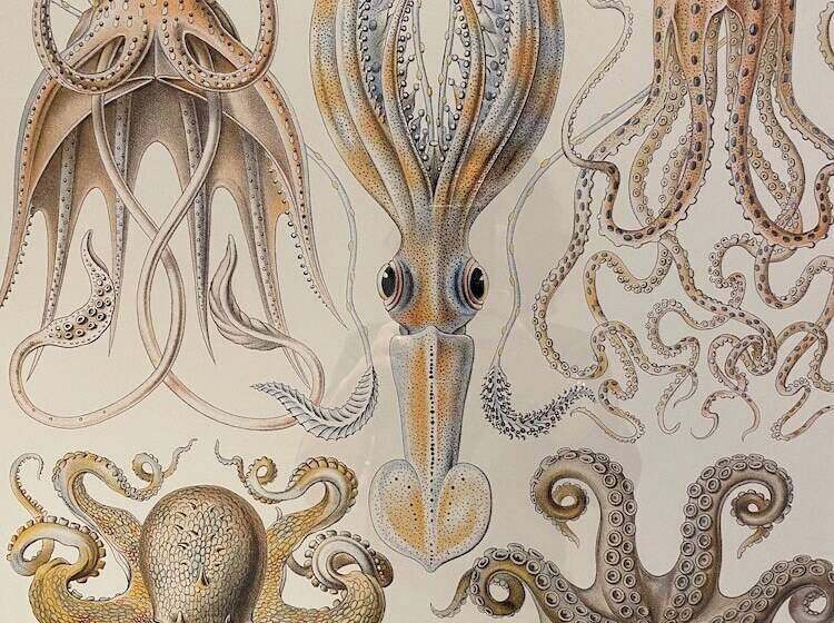 فندق Hôtel L Albatros