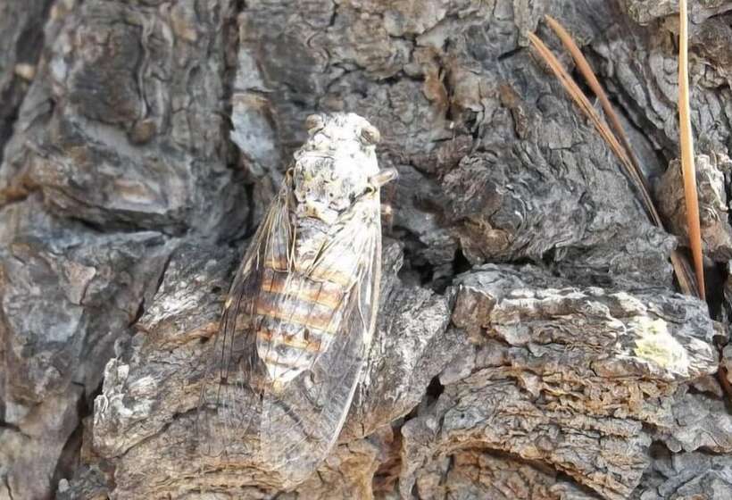 בית מלון כפרי Hôtel Le Clos Des Pins