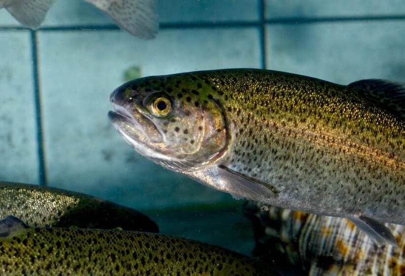 Отель La Truite De La Loue