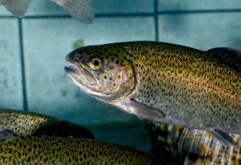 Отель La Truite De La Loue