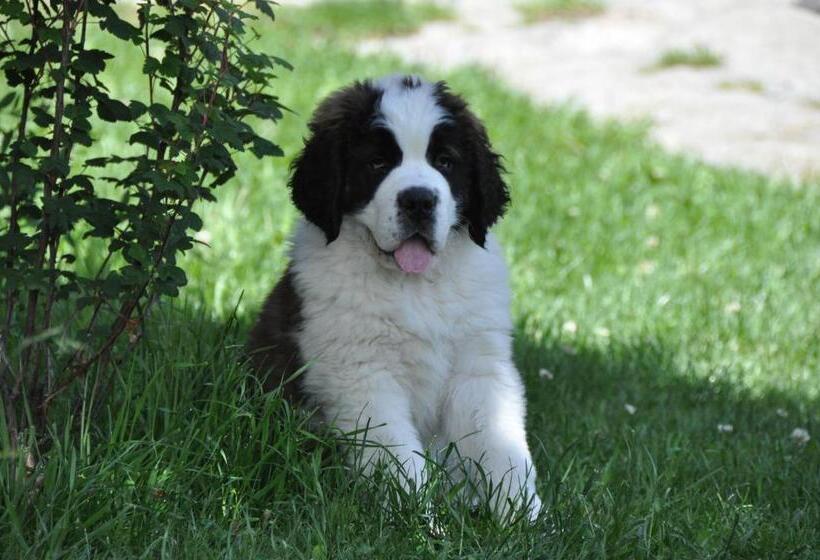 ホテル Le Relais Du Petit Saint Bernard