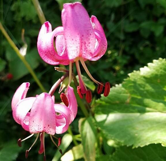 בית מלון כפרי Le Taconet