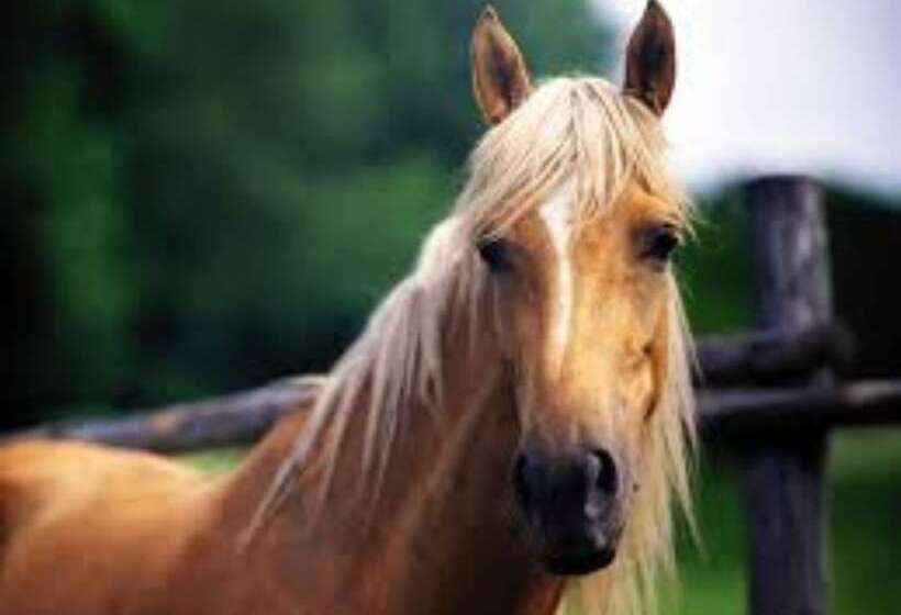 בית מלון כפרי Les Eucalyptus