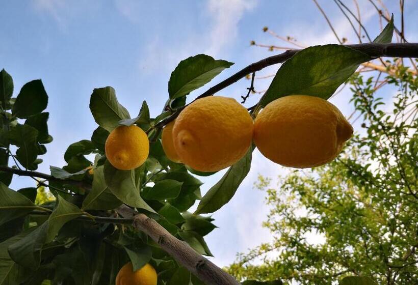 교외 호텔 Agriturismo Grecinella