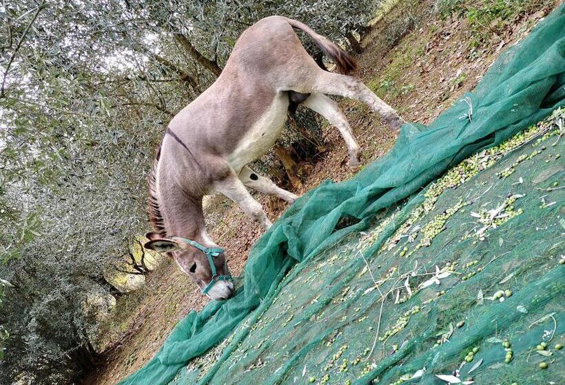 교외 호텔 Agriturismo Grecinella