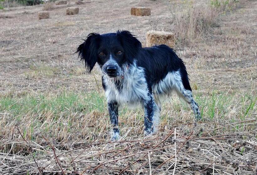 교외 호텔 Agriturismo Grecinella