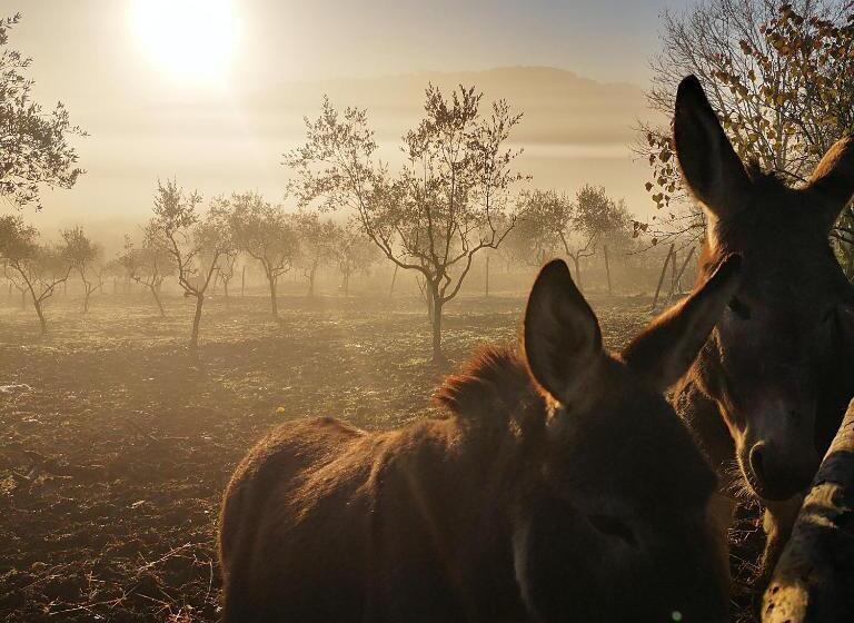 교외 호텔 Agriturismo Grecinella