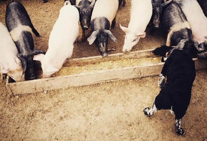 교외 호텔 Agriturismo Grecinella