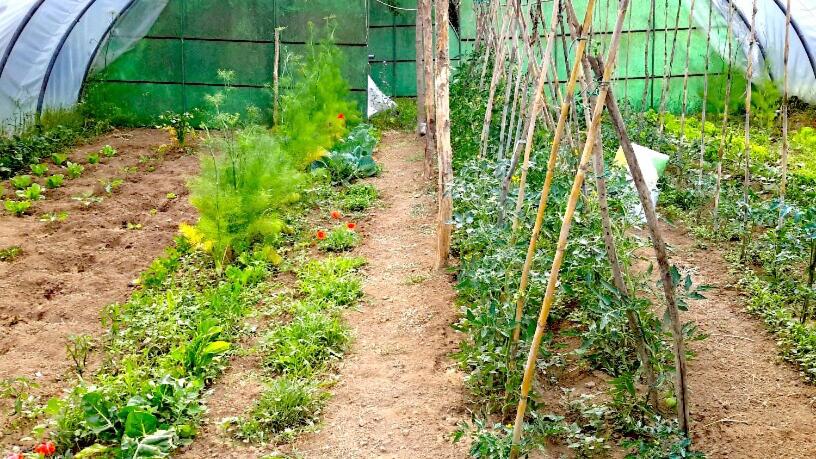 بنسيون I Poggetti