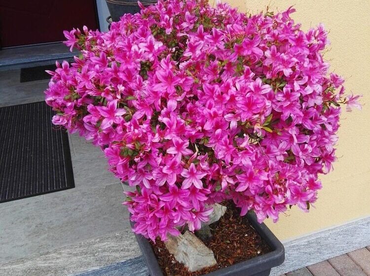 B&b Guglielmina
