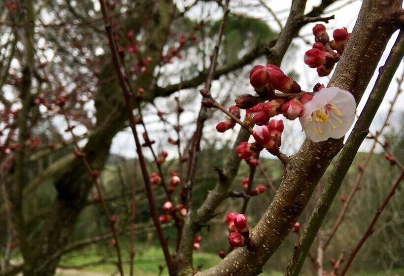 교외 호텔 Agriturismo Alle Rose