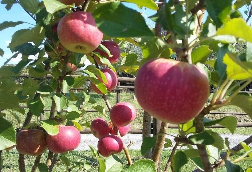 교외 호텔 Agriturismo Alle Rose