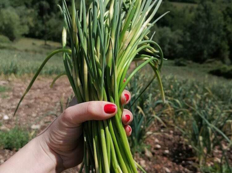 בית מלון כפרי Bioagriturismo Sofia