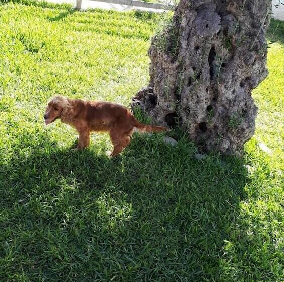 Пансион Villa Dany