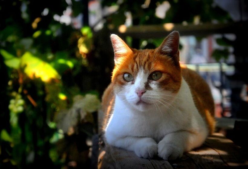 Al Nifontano B&b Ideal For Family Or Couples 2 Rooms Lakeview